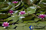 Water Lily on Sunrise Pond - Gallery 2  Flowers Shrubs Trees