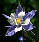 Columbine on mountain pass - Gallery 2  Flowers Shrubs Trees