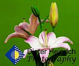 Lilies in Springtime - Gallery 2  Flowers Shrubs Trees