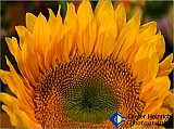 Sunflower at Sunrise - Gallery 2  Flowers Shrubs Trees