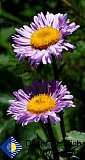 Two Daisies in the field - Gallery 2  Flowers Shrubs Trees