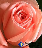 First Kiss - Gallery 2  Flowers Shrubs Trees
