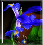 Iris Majesty - Gallery 2  Flowers Shrubs Trees