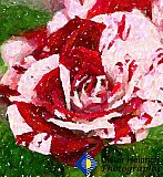 Red and White Rose of Love - Gallery 2  Flowers Shrubs Trees