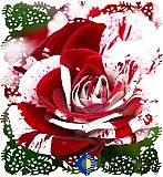 Red and White Rose of Love - Gallery 2  Flowers Shrubs Trees