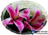 Lilies of my Friendship - Gallery 2  Flowers Shrubs Trees