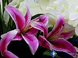 Lilies of my Friendship - Gallery 2  Flowers Shrubs Trees