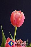Softness of Spring - Gallery 2  Flowers Shrubs Trees