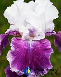 Pure Rain Drops on Iris - Gallery 2  Flowers Shrubs Trees