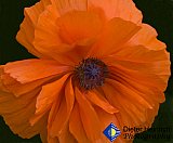 The Energy Within - Gallery 2  Flowers Shrubs Trees