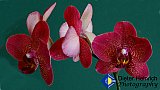Orchids Supreme - Gallery 2  Flowers Shrubs Trees