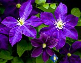 Clematis Supreme - Gallery 2  Flowers Shrubs Trees