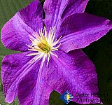 Clematis Supreme in morning light - Gallery 2  Flowers Shrubs Trees