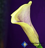 Lily of my Spirit - Gallery 2  Flowers Shrubs Trees