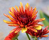 Thanksgiving Flower - Gallery 2  Flowers Shrubs Trees
