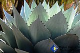 Thorny Beauty - Gallery 2  Flowers Shrubs Trees