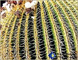 Cactus - Gallery 2  Flowers Shrubs Trees