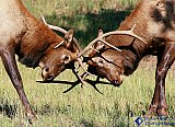 Fierce Competitors - Gallery 3.1 Wildlife