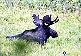 North Park moose relaxing - Gallery 3.1 Wildlife