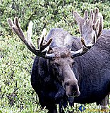 North Park moose searching - NEW Photos