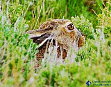 Rabbit Brush - Gallery 3.1 Wildlife