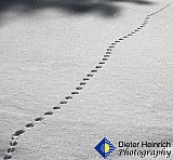 Cold Tracks in the snow - Gallery 3.2  Landscapes