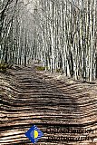 Serenity of the Shadow Trail - Gallery 3.2  Landscapes