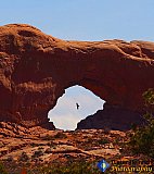 Hawk in Window - Gallery 3.2  Landscapes