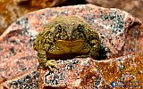Frog Rock of granite - Gallery 3.1 Wildlife