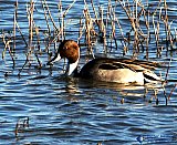 Pride of the lake - Gallery 3.1 Wildlife