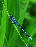 Blue on Green - Gallery 3.1 Wildlife