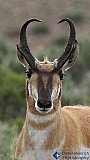 Antelope Strong - Gallery 3.1 Wildlife