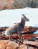One sure-footed step - Gallery 3.1 Wildlife
