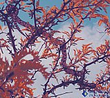 Bull Snake in tree - Gallery 3.1 Wildlife