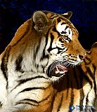 Roaring Tiger - Gallery 3.1 Wildlife