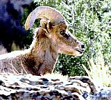 Lookout at Gateway - Gallery 3.1 Wildlife