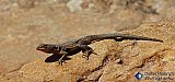 Gem of the Rock - Gallery 3.1 Wildlife