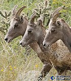 Three Big Horn Sheep - Gallery 3.1 Wildlife