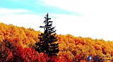 Amid golden brush - Gallery 3.2  Landscapes
