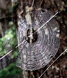 27 inch diameter Spider's web in 500 year-old forest - Gallery 3.2  Landscapes
