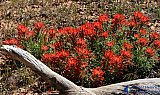 Paintbrush the Spring - Gallery 3.2  Landscapes