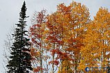Among Golden Friends - Gallery 3.2  Landscapes