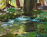 Ross Creek nourishing 500 year-old Cedar Forest - NEW Photos