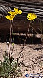 Golden Desert - Gallery 3.2  Landscapes