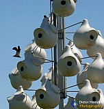 Lake Erie Bird house architecture - NEW Photos