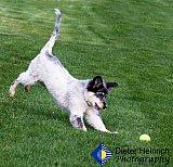 Sudden Stop - Gallery 7 Dogs Horses Cats Animals