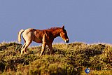 Wild Colt of Wyoming - Gallery 7 Dogs Horses Cats Animals