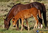 Wild colt staying close to Mom - Gallery 7 Dogs Horses Cats Animals