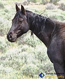 Watchful eye of Montana Mare - Gallery 7 Dogs Horses Cats Animals
