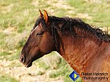 Wild Stallion of Rock Springs - Gallery 7 Dogs Horses Cats Animals